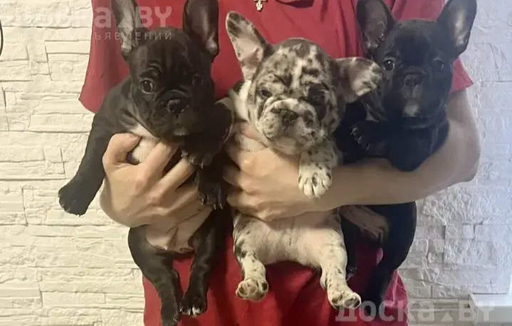 Продаются щенки французского бульдога