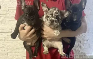 Продаются щенки французского бульдога
