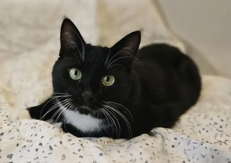 Кошки - Очаровательная кошка Соня в дар - Вся Беларусь Очаровательная кошка Соня в дар - Вся Беларусь - 239907 - Доска объявлений Kupika.by