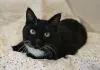 Очаровательная кошка Соня в дар - Вся Беларусь - 239907 - Доска объявлений Kupika.by
