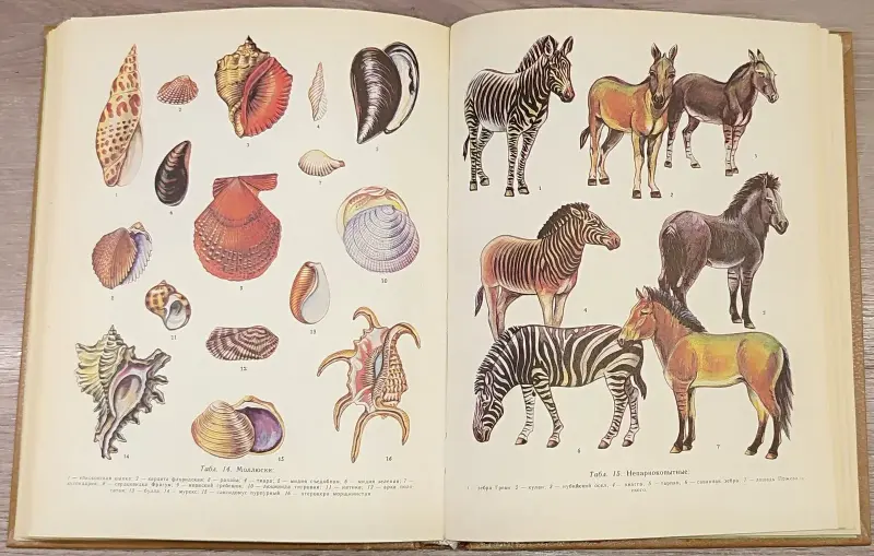 Александр Крапивный, Всеволод Радкевич, Нина Тихонова - Краткий зоологический словарь - Вся Беларусь - 241187 - Доска объявлений Kupika.by - Фото 8