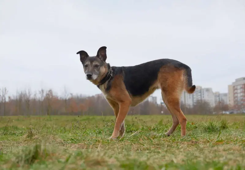 Спокойная интеллигентная собака Кира в дар - Вся Беларусь - 239055 - Доска объявлений Kupika.by - Фото 6