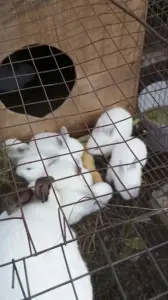 Кролики на разведение