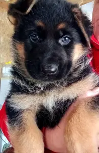 щенки рабочей немецкой овчарки с родословной БКО