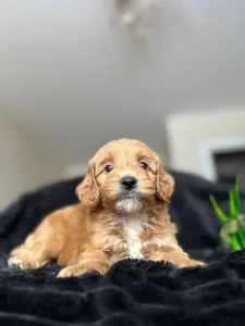 Щенки кавапу cavapoo мальтипу доставка