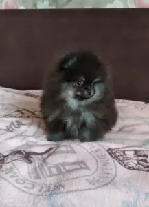 Померанский шпиц щенки мини мишка