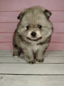 Померанский шпиц, уникальный окрас на изысканный вкус!