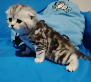 Котята мраморята.