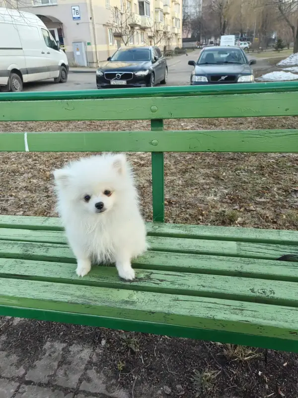 Щенки белого померанского шпица - Вся Беларусь - 239861 - Доска объявлений Kupika.by - Фото 4