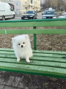 Щенки белого померанского шпица