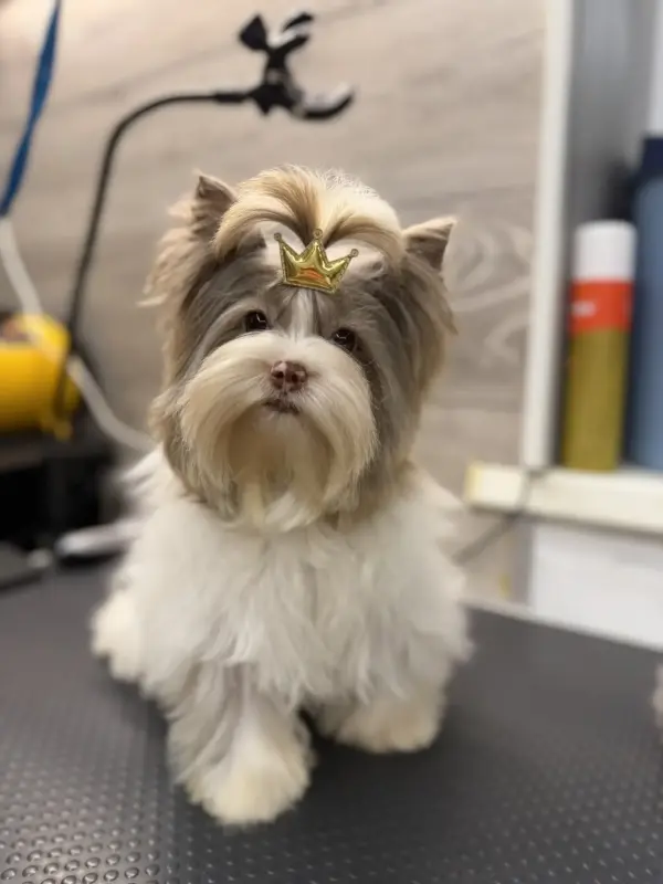 Собаки - Красивая девочка шокобери 7 мес доставка по рб - Вся Беларусь Красивая девочка шокобери 7 мес доставка по рб - Вся Беларусь - 238570 - Доска объявлений Kupika.by