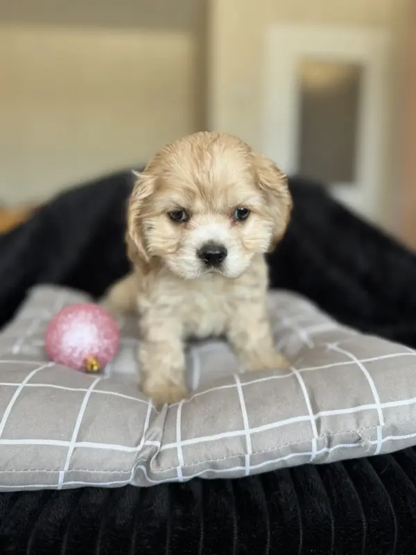 Мальчики скидка американский Кокер спаниель доставка