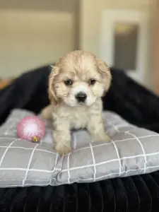 Мальчики скидка американский Кокер спаниель доставка