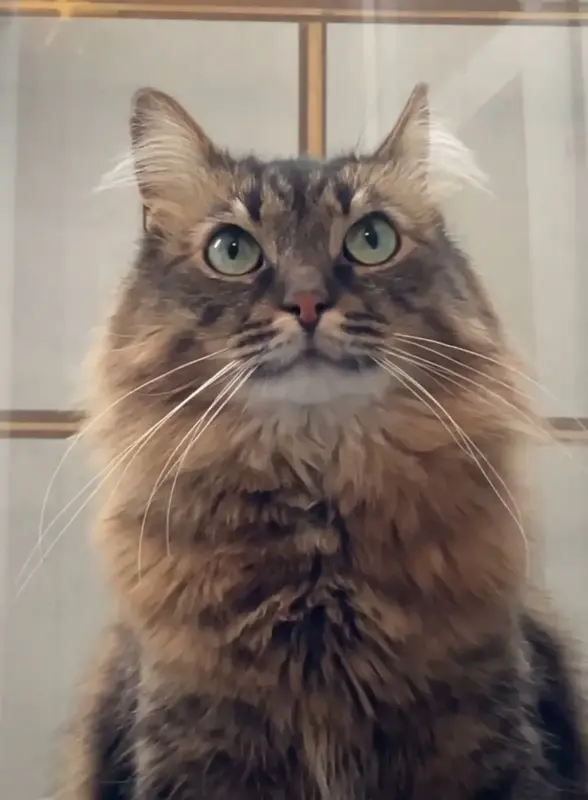 Трехлапый котик Тайсон ищет передержку или дом! Срочно!