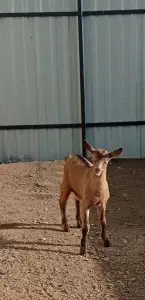 Козлята альпийцы