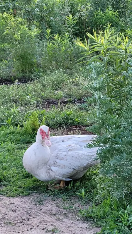 Яйца - Вся Беларусь - 239717 - Доска объявлений Kupika.by - Фото 4