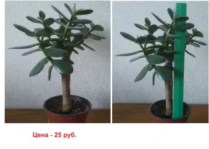 Толстянка, или денежное дерево