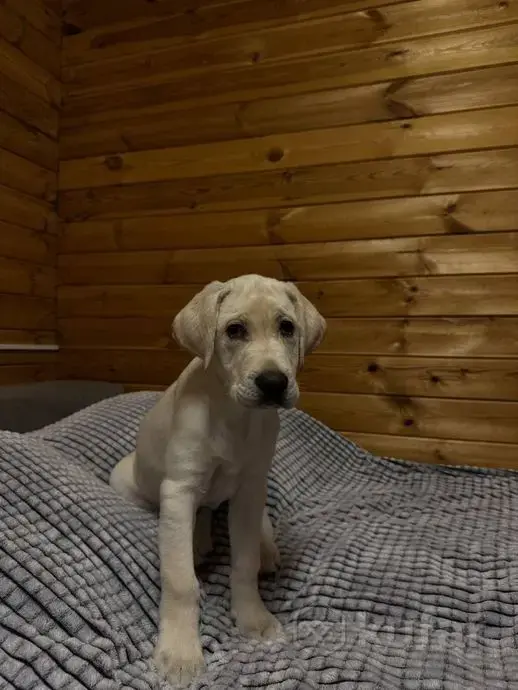 Собаки - Щенок лабрадора - Вся Беларусь - Фото 3 Щенок лабрадора - Вся Беларусь - 241879 - Доска объявлений Kupika.by - Фото 3