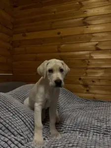 Щенок лабрадора