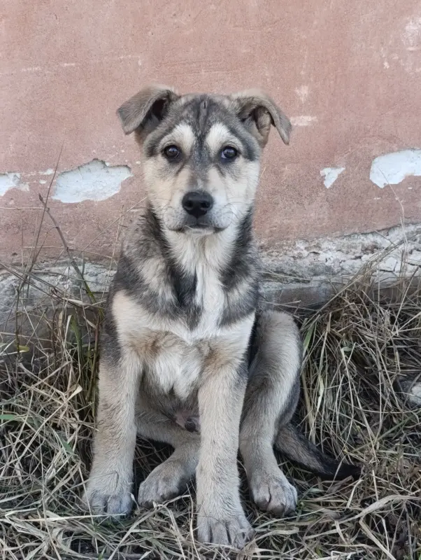 Щенки - Вся Беларусь - 239544 - Доска объявлений Kupika.by - Фото 4