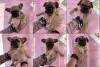 Срочно! Щенки французского бульдога - Вся Беларусь - 240832 - Доска объявлений Kupika.by