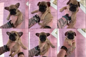 Срочно! Щенки французского бульдога