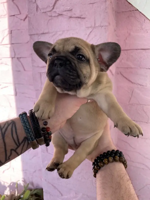 Срочно! Щенки французского бульдога - Вся Беларусь - 240832 - Доска объявлений Kupika.by - Фото 13