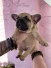 Срочно! Щенки французского бульдога - Вся Беларусь - 240832 - Доска объявлений Kupika.by - Фото 13