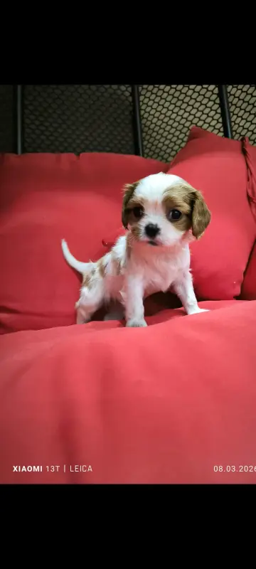 Собака - Вся Беларусь - 239730 - Доска объявлений Kupika.by - Фото 3