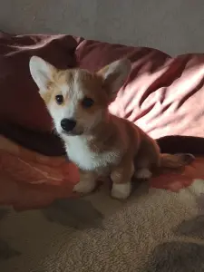 щенок корги