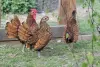 Куры , фазаны , цесарки и др. птица - Вся Беларусь - 240498 - Доска объявлений Kupika.by