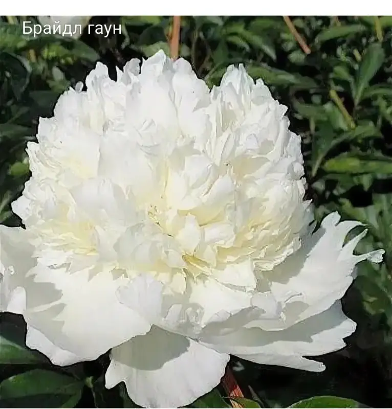 Пион брайдл Гаун