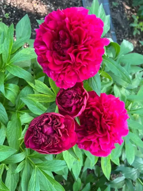 Семена и луковицы - Пион Blood MOON - Вся Беларусь - Фото 2 Пион Blood MOON - Вся Беларусь - 238821 - Доска объявлений Kupika.by - Фото 2