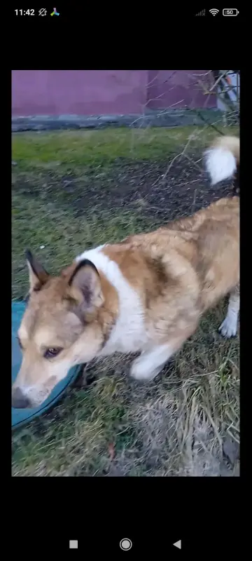 в дар молодая собачка помесь породы Вельш-корги - Вся Беларусь - 240551 - Доска объявлений Kupika.by - Фото 3