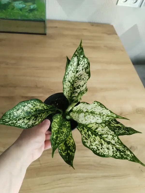 Комнатные растения - Аглаонема Вайт Киви - Вся Беларусь - Фото 3 Аглаонема Вайт Киви - Вся Беларусь - 240976 - Доска объявлений Kupika.by - Фото 3