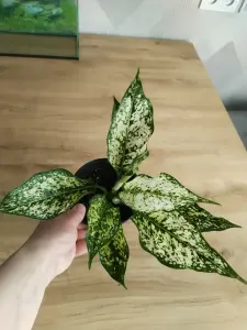 Аглаонема Вайт Киви