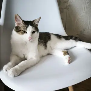 Кот Малыш Дизель (мальчик 7-8 месяцев) ищет дом