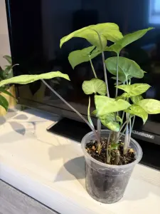 Комнатные цветы