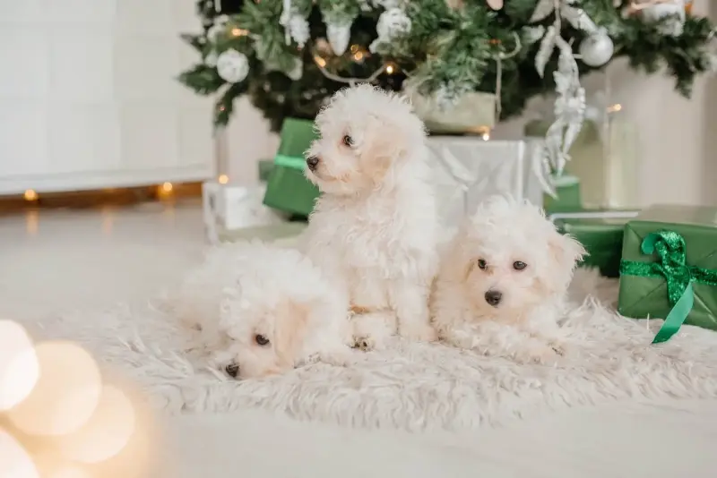 Щенки бишон фризе - Любча - 236952 - Доска объявлений Kupika.by - Фото 3