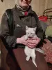 Отдам котят в хорошие руки - Вся Беларусь - 239845 - Доска объявлений Kupika.by