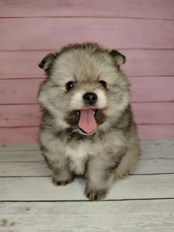 Померанский шпиц, уникальный окрас на изысканный вкус! - Вся Беларусь - 241646 - Доска объявлений Kupika.by - Фото 6