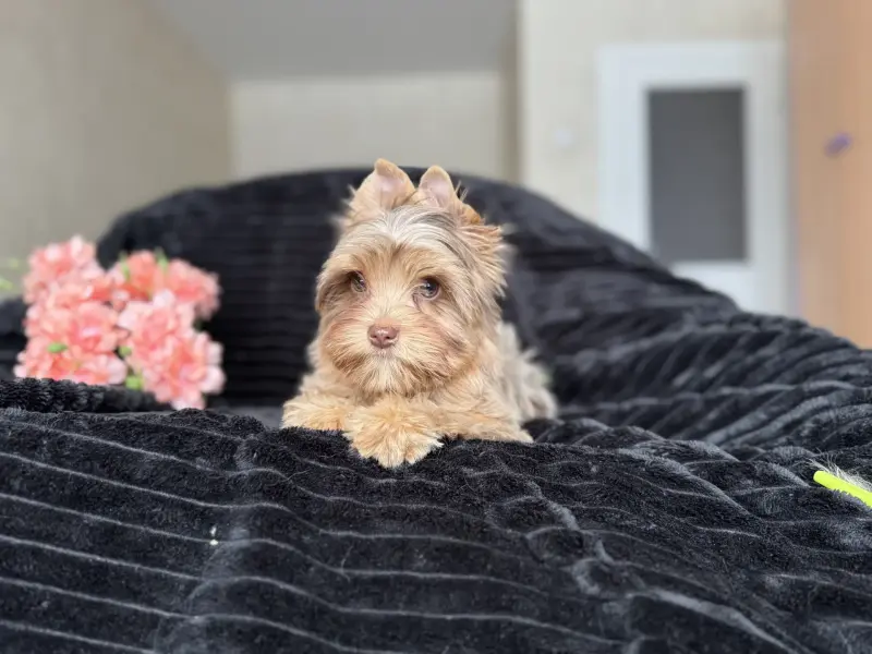 Мальчик Шокомерле привит скидка доставка рб