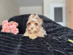 Мальчик Шокомерле привит скидка доставка рб