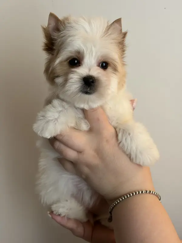 Собаки - Голддаст Йорк - Вся Беларусь Голддаст Йорк - Вся Беларусь - 240115 - Доска объявлений Kupika.by