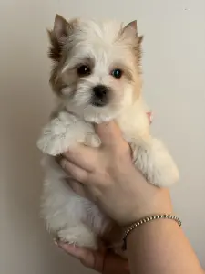 Голддаст Йорк