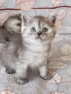 Британские котята