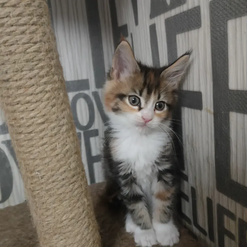 Кошечки Мейн-Кун - Вся Беларусь - 239962 - Доска объявлений Kupika.by - Фото 2