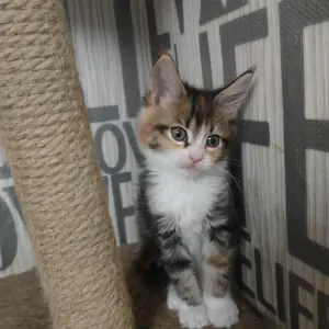 Кошечки Мейн-Кун