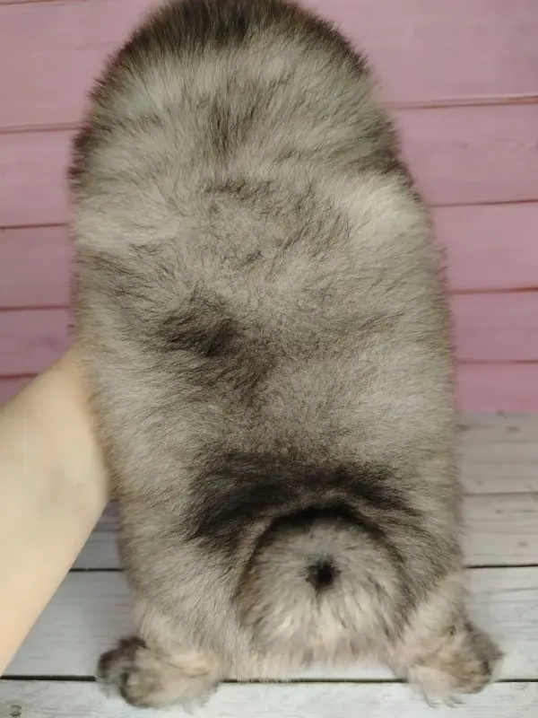 Померанский шпиц, уникальный окрас на изысканный вкус! - Вся Беларусь - 241646 - Доска объявлений Kupika.by - Фото 7