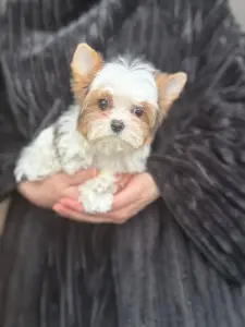 Щенки блюбери мальчик и девочка мини бебифейс доставка